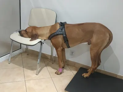 Gabinet Weterynaryjny lek. wet. Justyna Suchecka